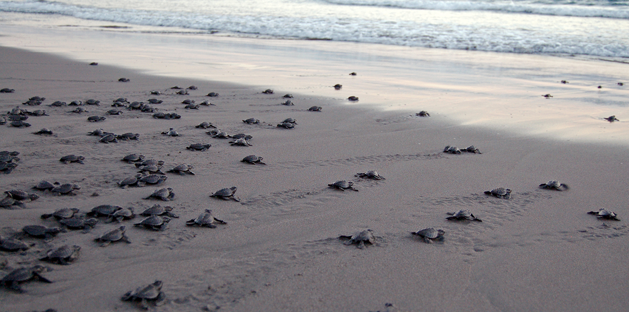 Amazing Sea Turtle Releases