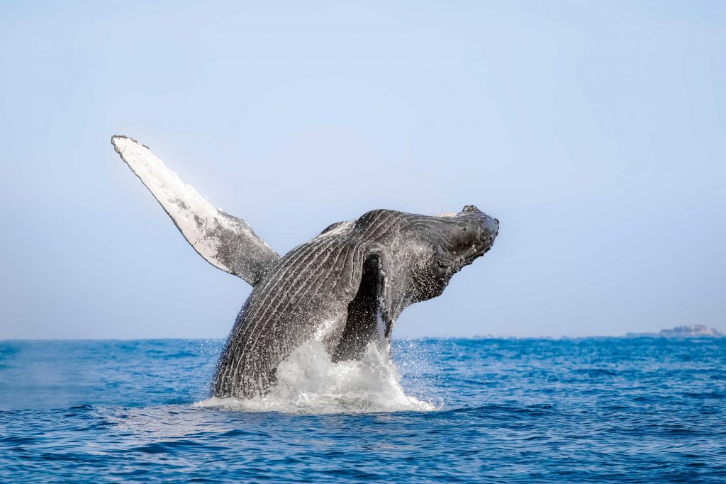 Whale jumping