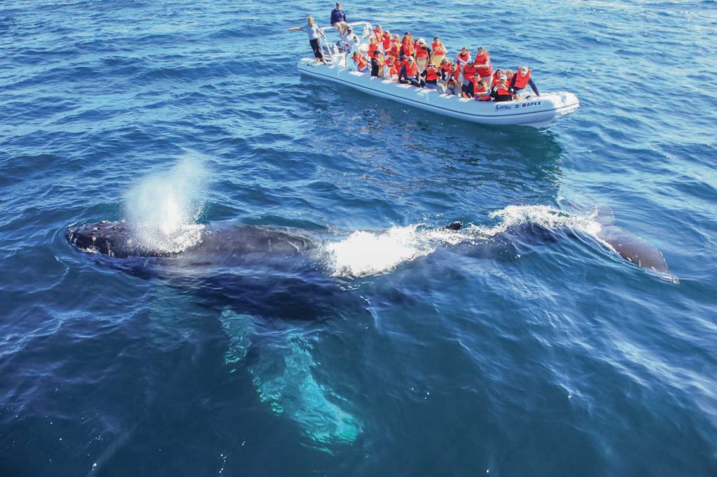 Whale watching tour