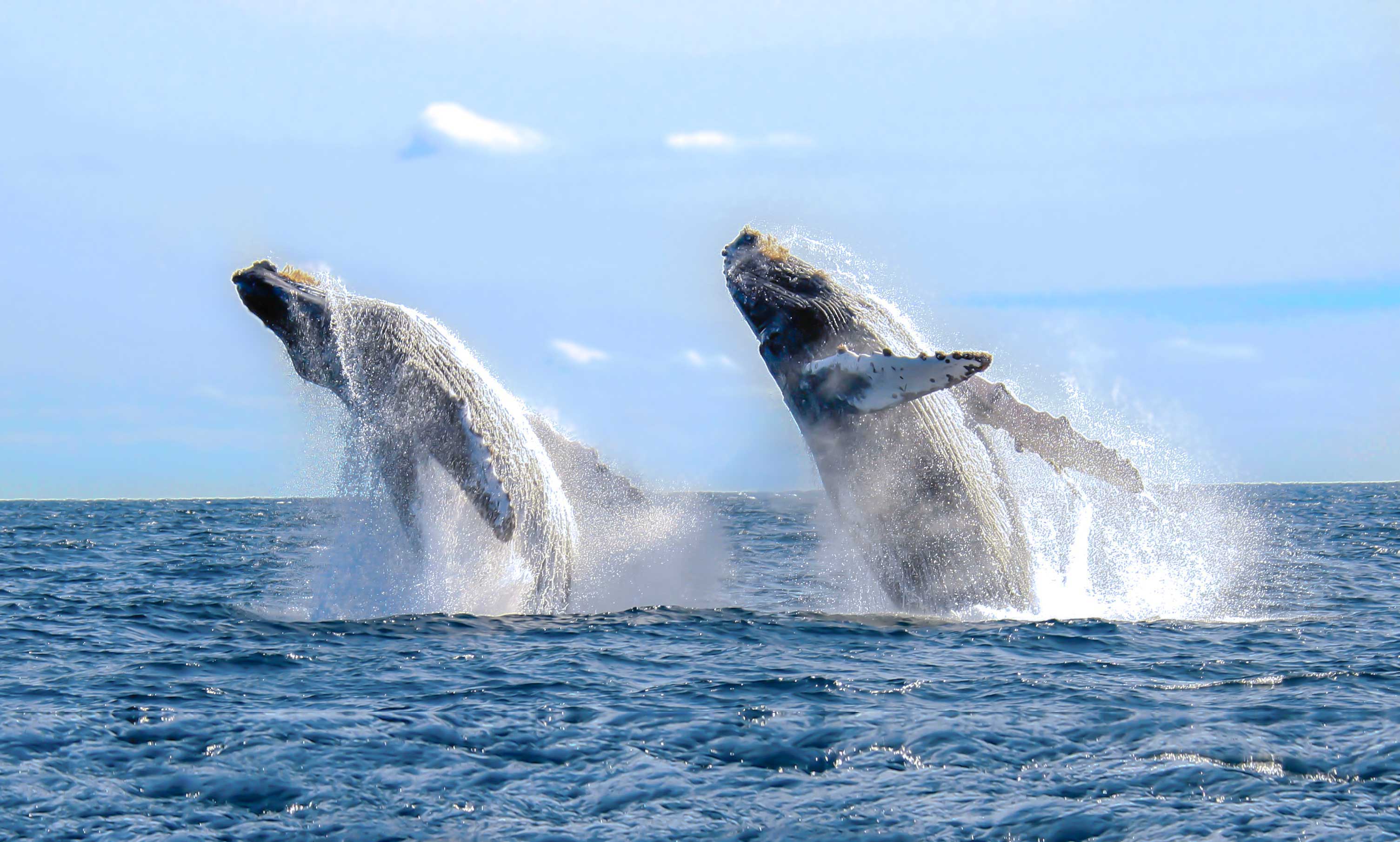 Whales jumping