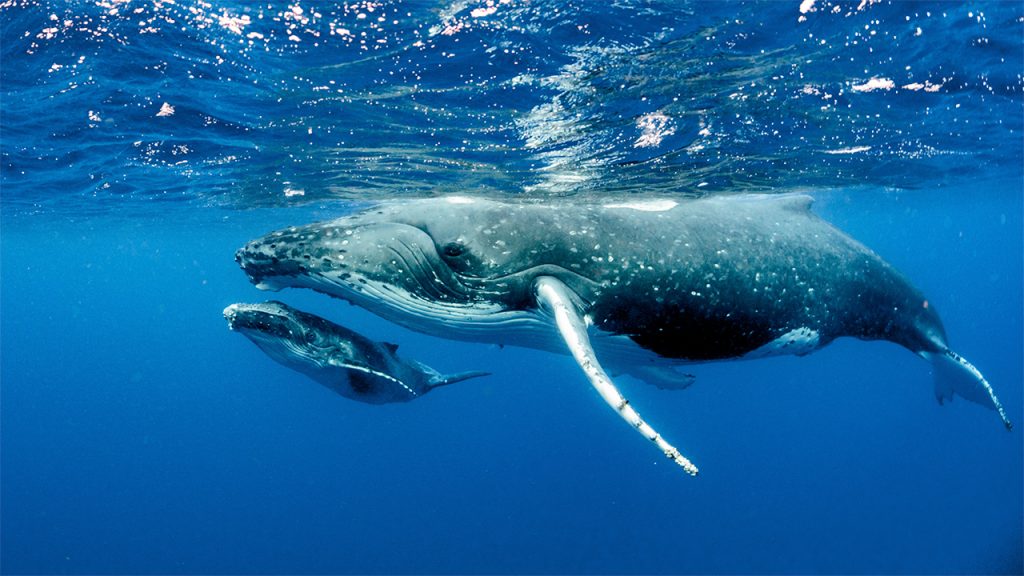 Humpback whales in Puerto Vallarta and Riviera Nayarit