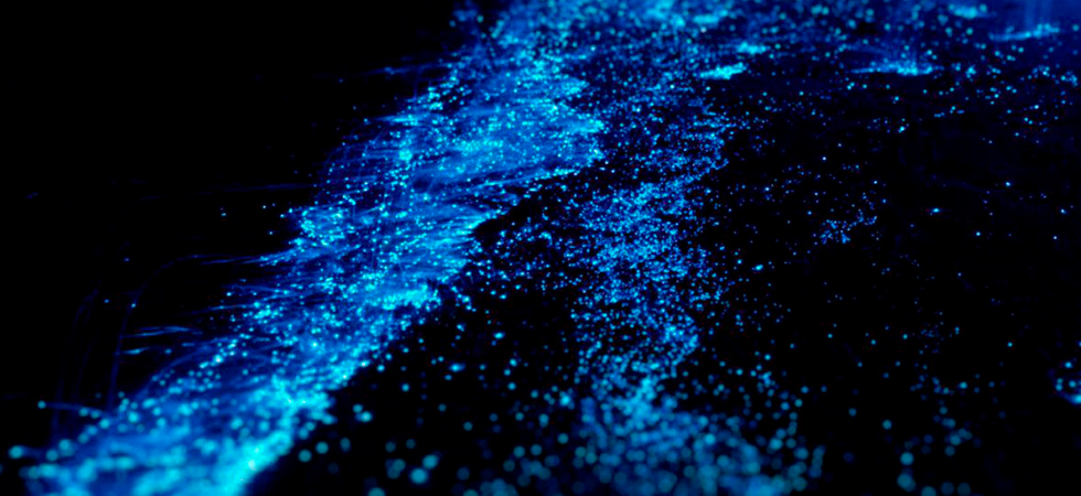 Bioluminescence in Bucerias 