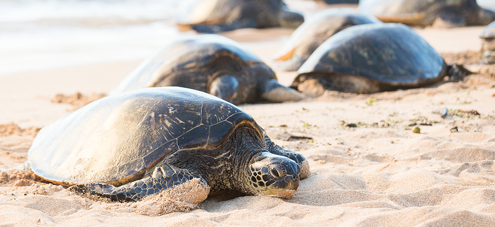 Sea Turtles in Vallarta 